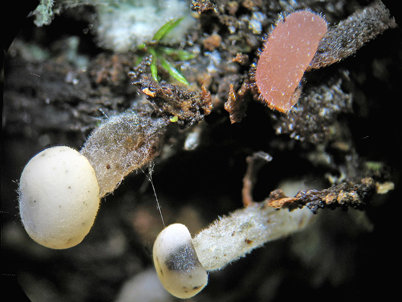 Cudoniella aciculare